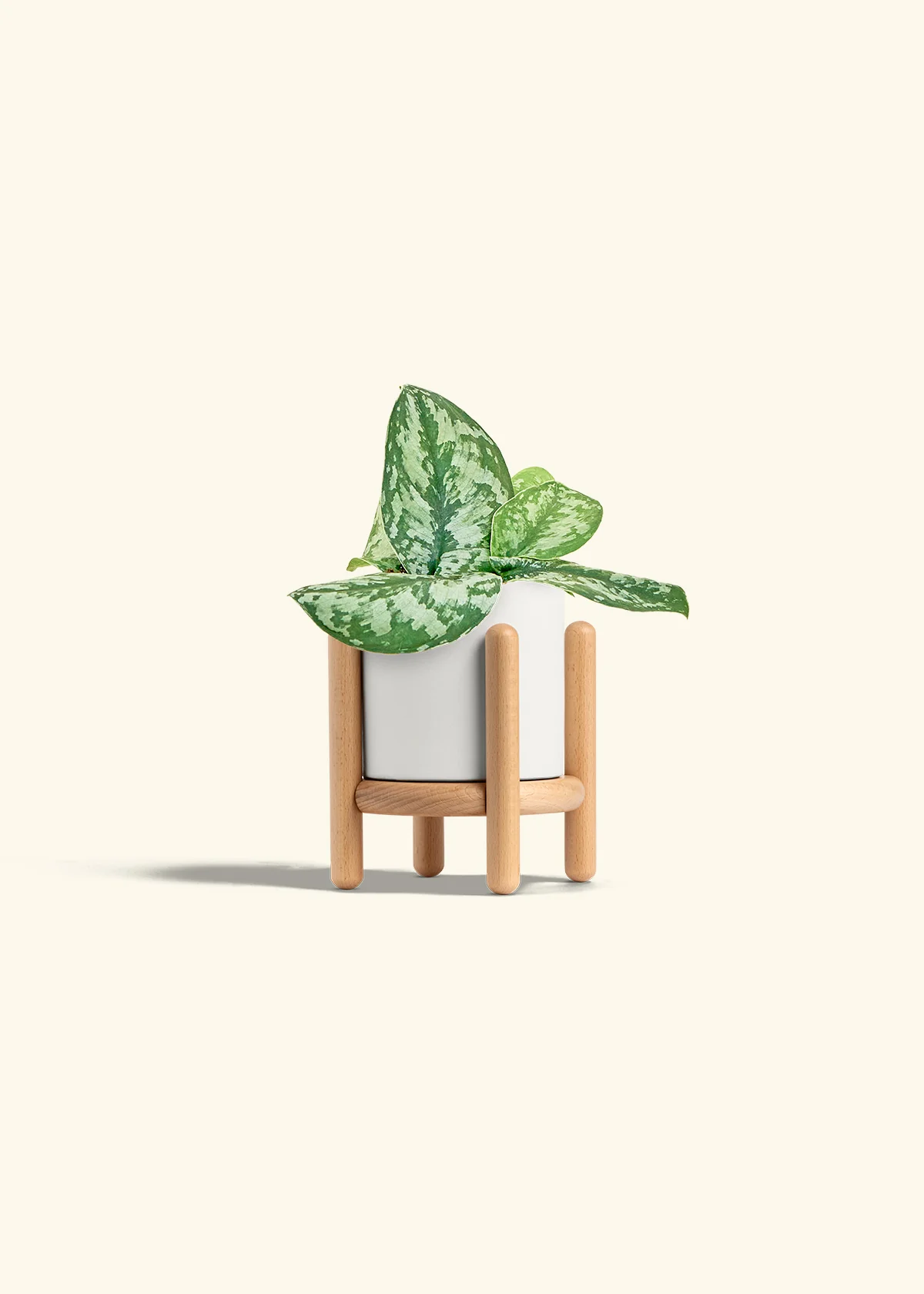 Silver Pothos 'Exotica', Small - Image 23
