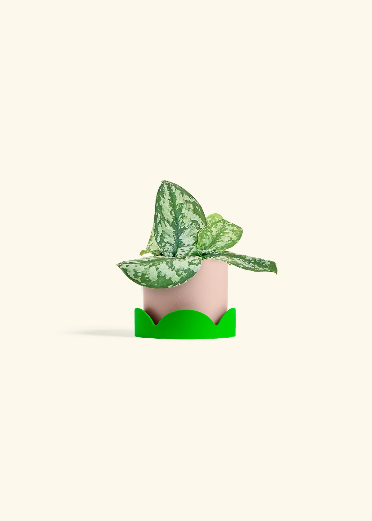 Silver Pothos 'Exotica', Small - Image 25