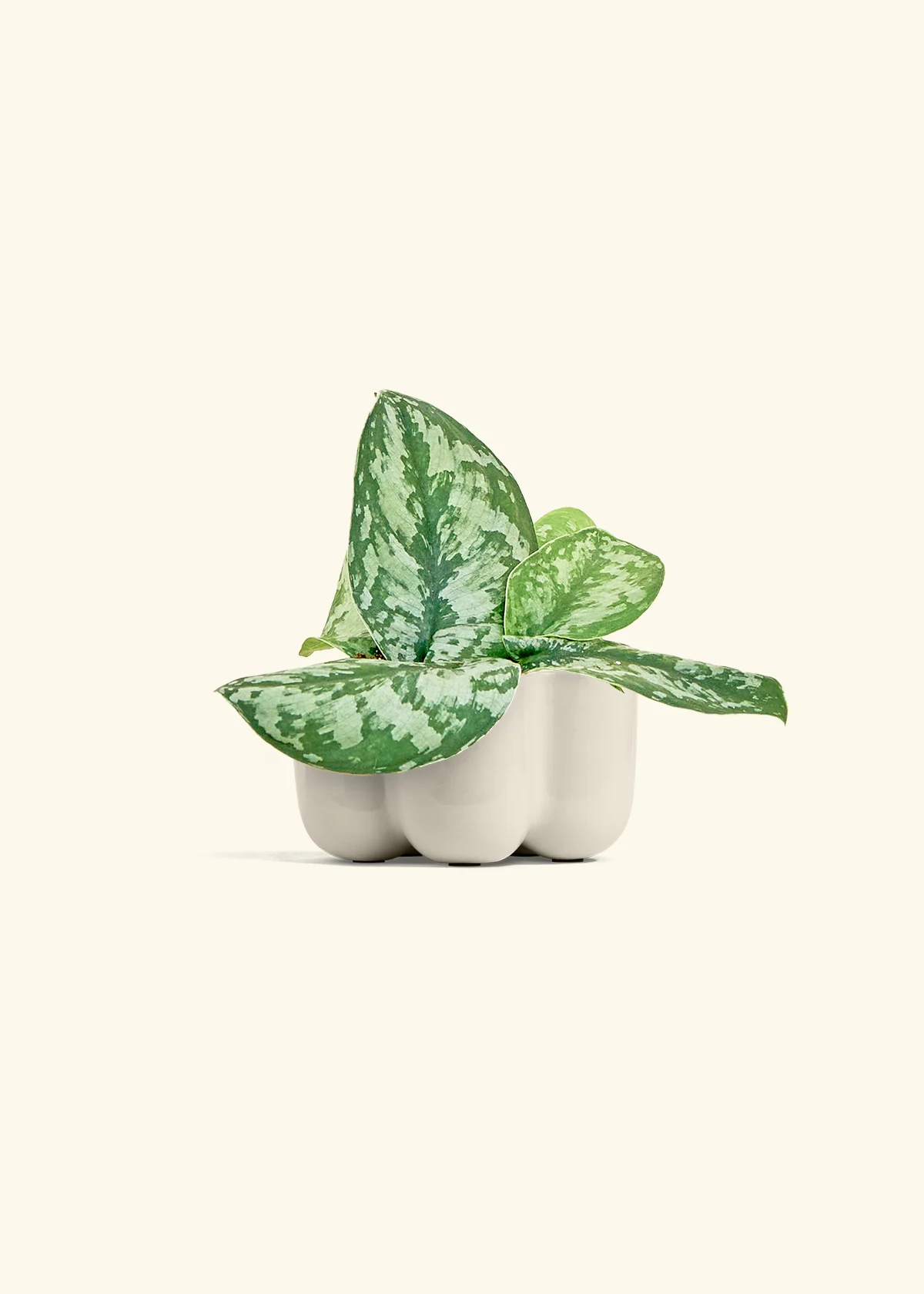 Silver Pothos 'Exotica', Small - Image 37