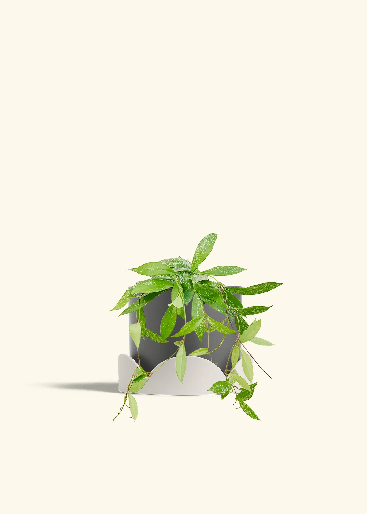 Hoya 'Silver Splash', Medium - Image 30