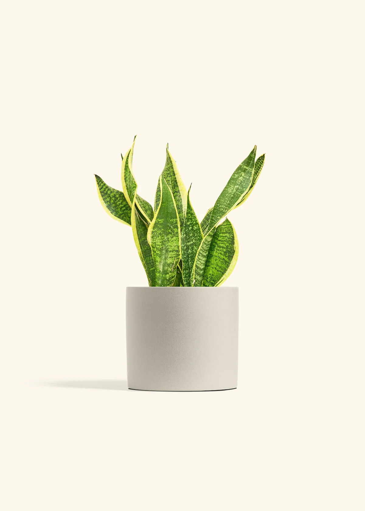 Snake Plant 'Laurentii', Medium - Image 7