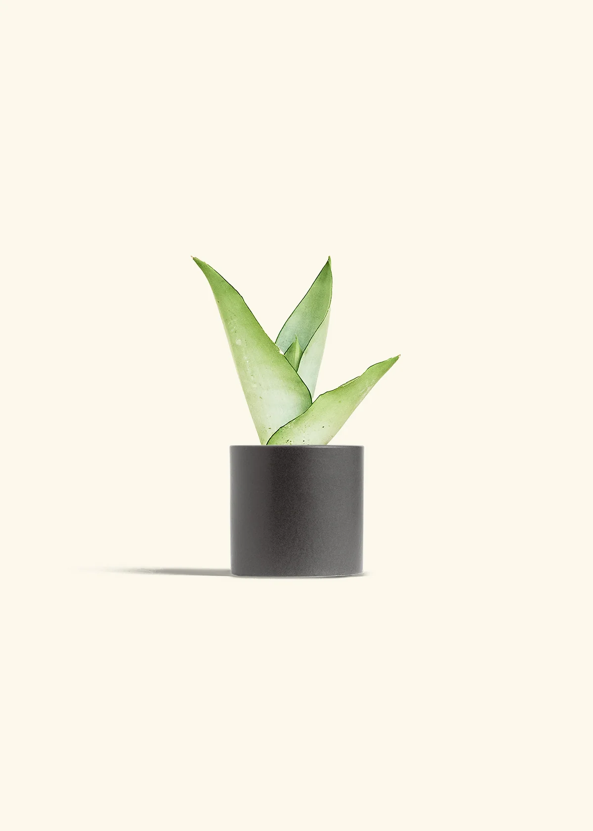 Moonshine Snake Plant, Small - Image 6