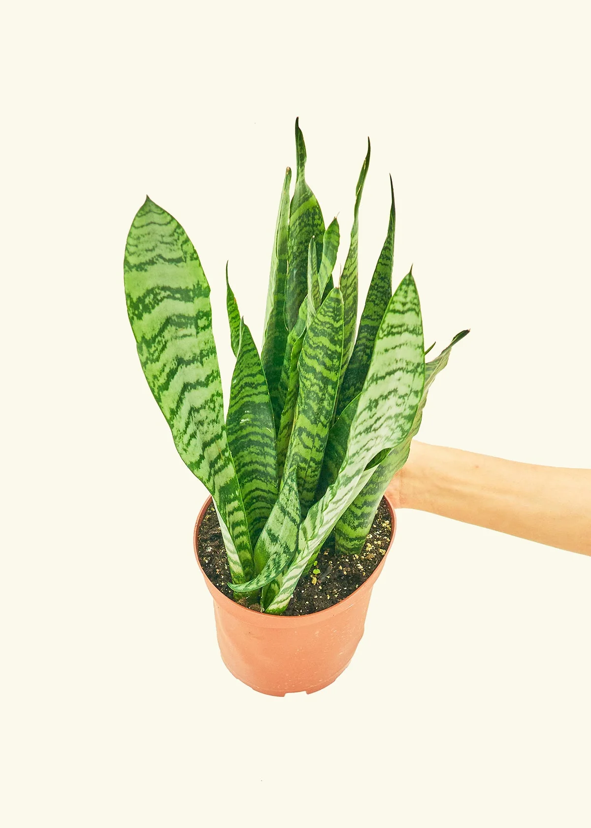 Snake Plant 'Zeylanica', Medium - Image 3