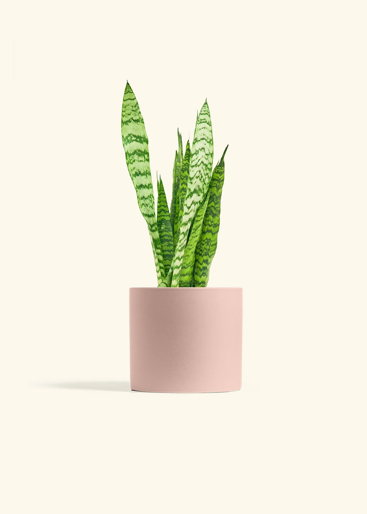 Snake Plant 'Zeylanica', Medium - Image 5