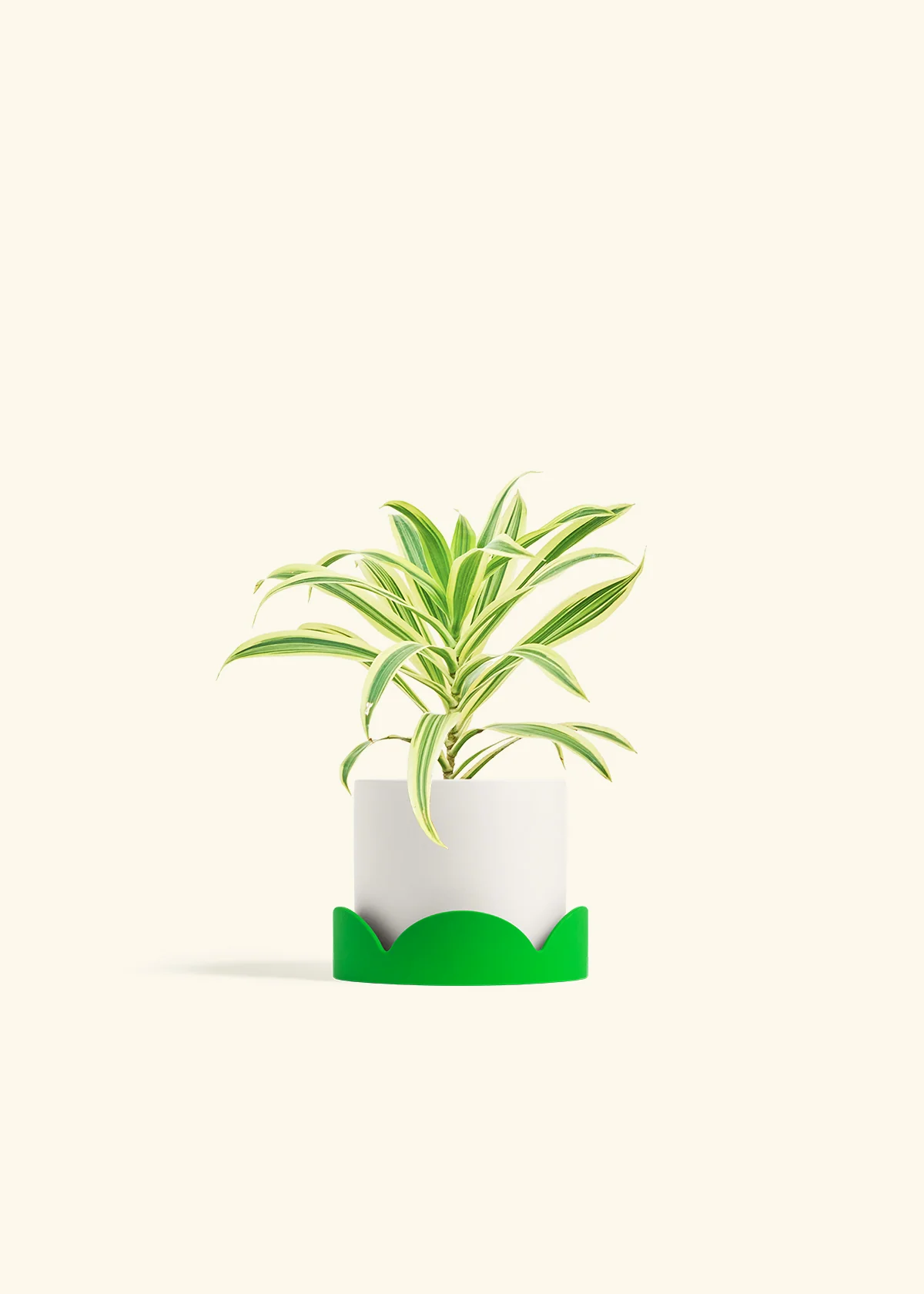 Dracaena 'Song of India', Small - Image 21