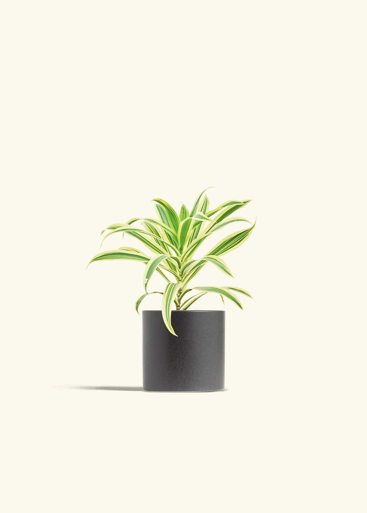 Dracaena 'Song of India', Small - Image 32