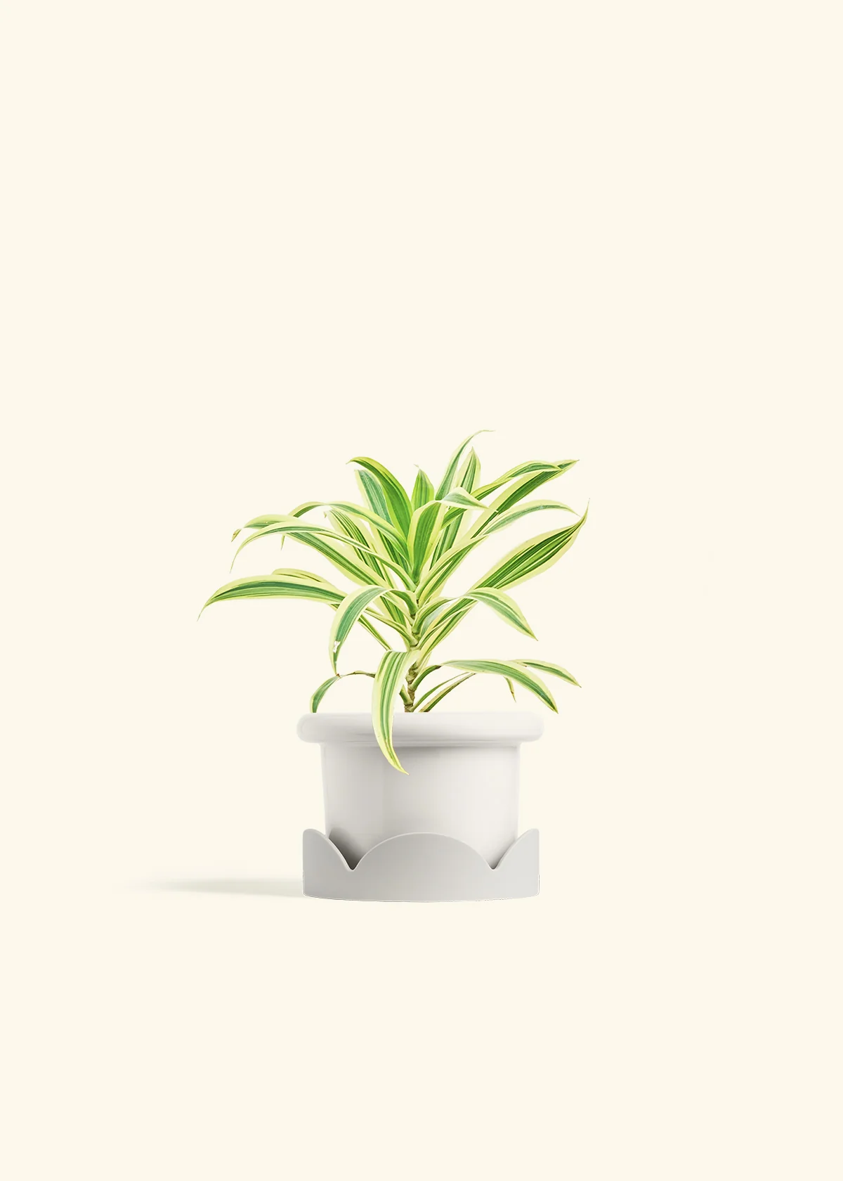 Dracaena 'Song of India', Small - Image 6