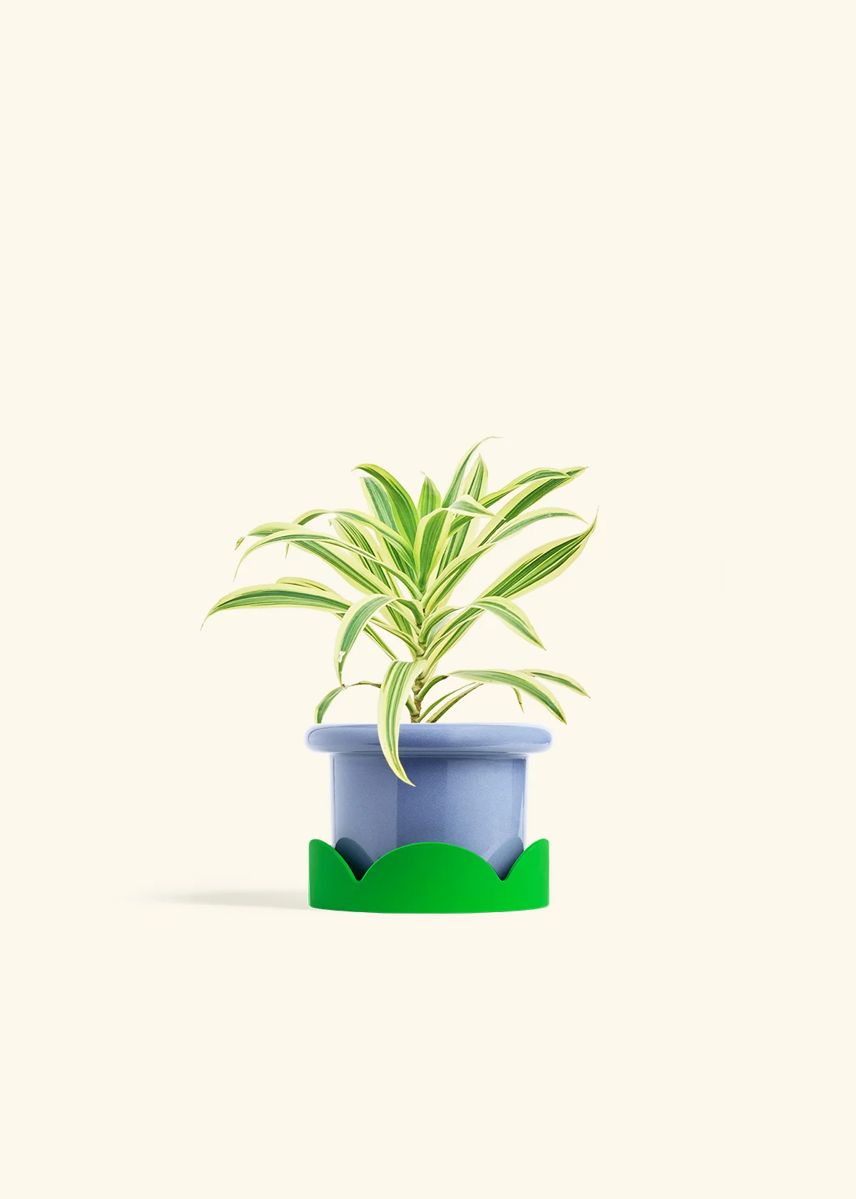 Dracaena 'Song of India', Small - Image 9