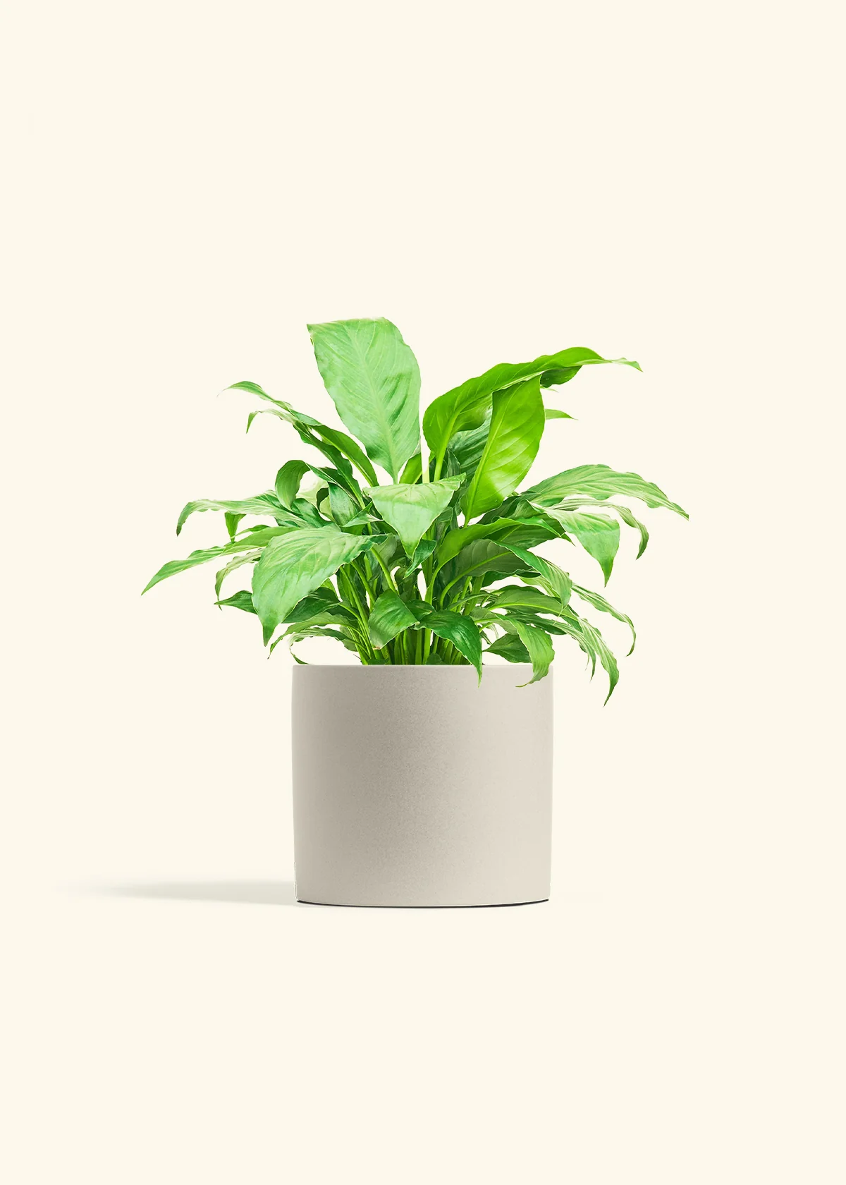Peace Lily, Medium - Image 6