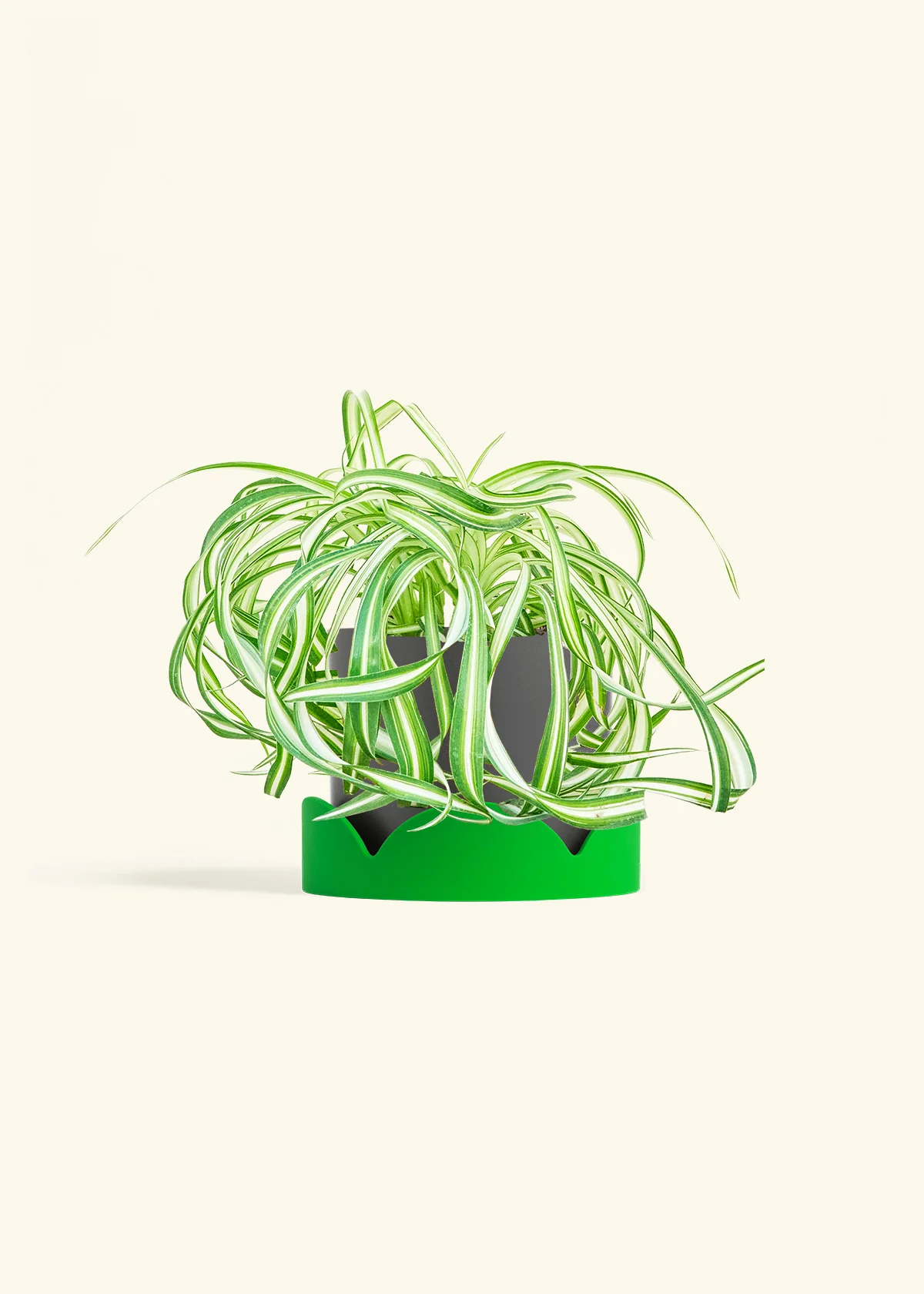 Spider Plant 'Bonnie', Medium - Image 29