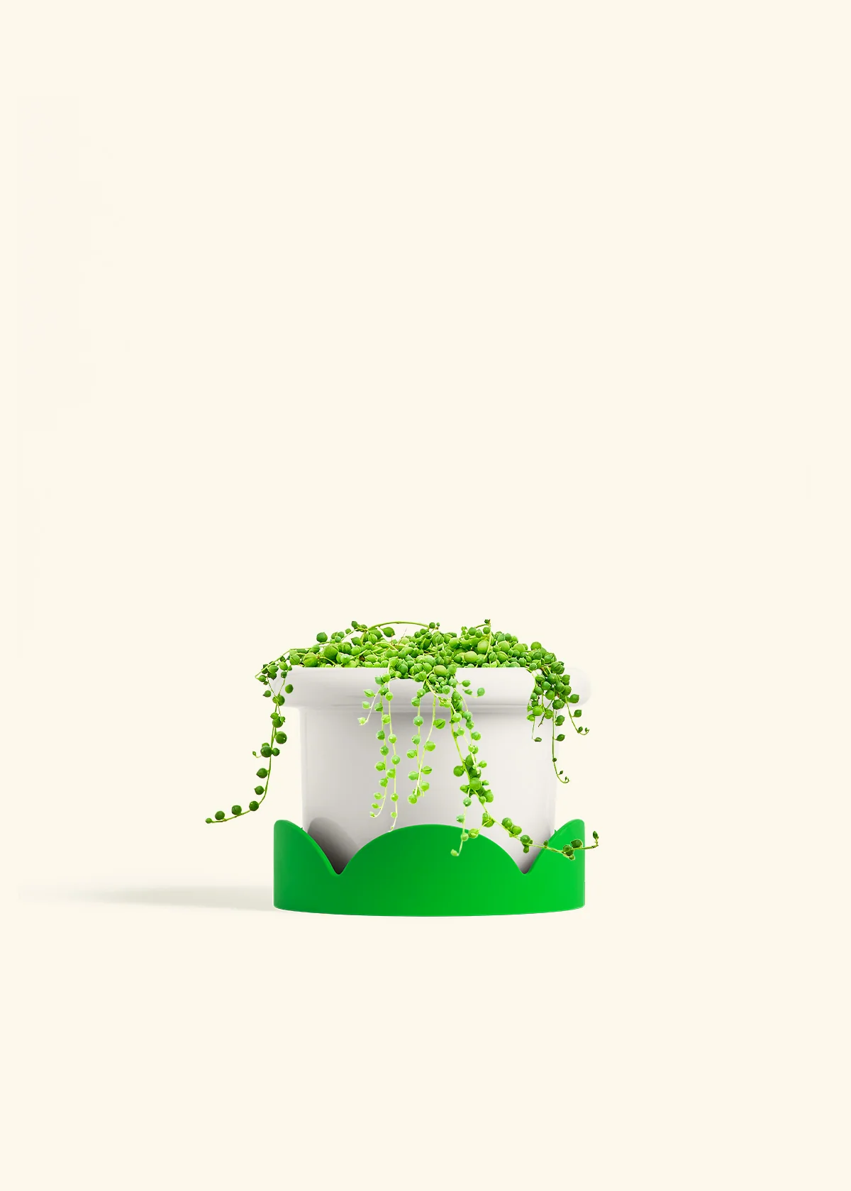 String of Pearls, Medium - Image 5