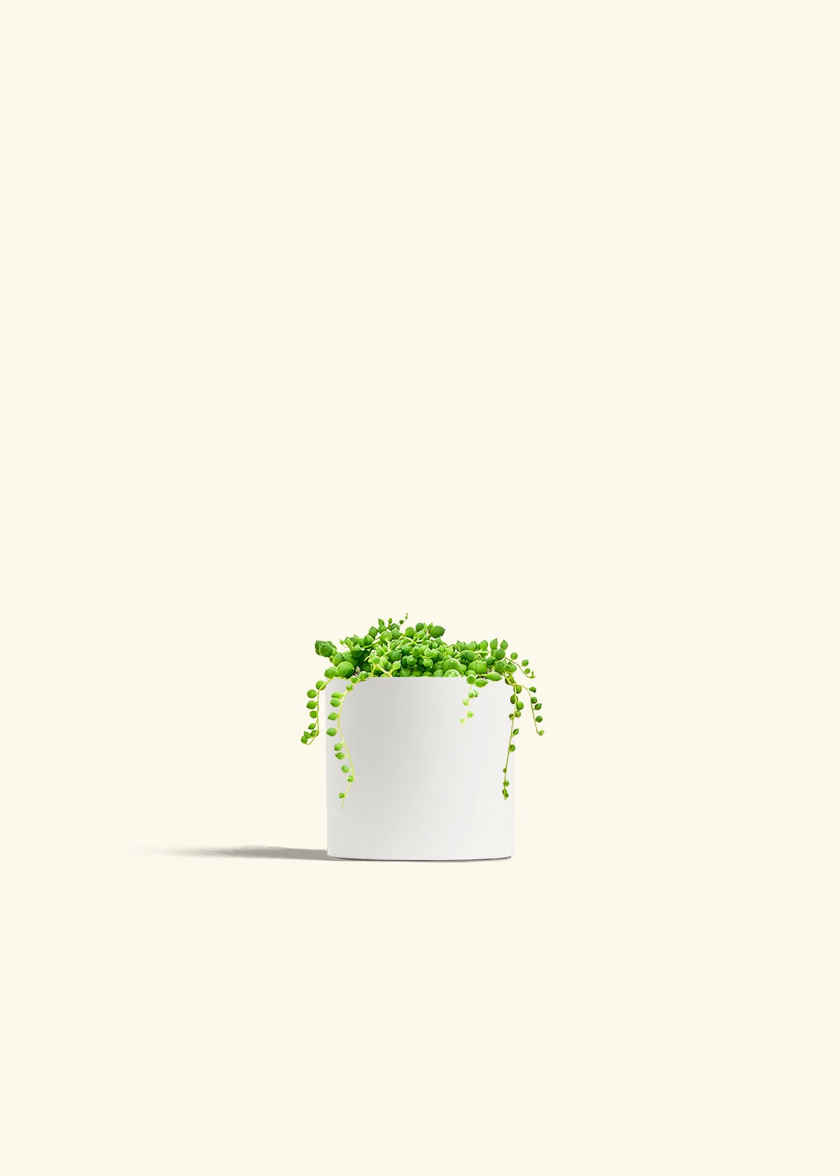 String of Pearls, Small - Image 5