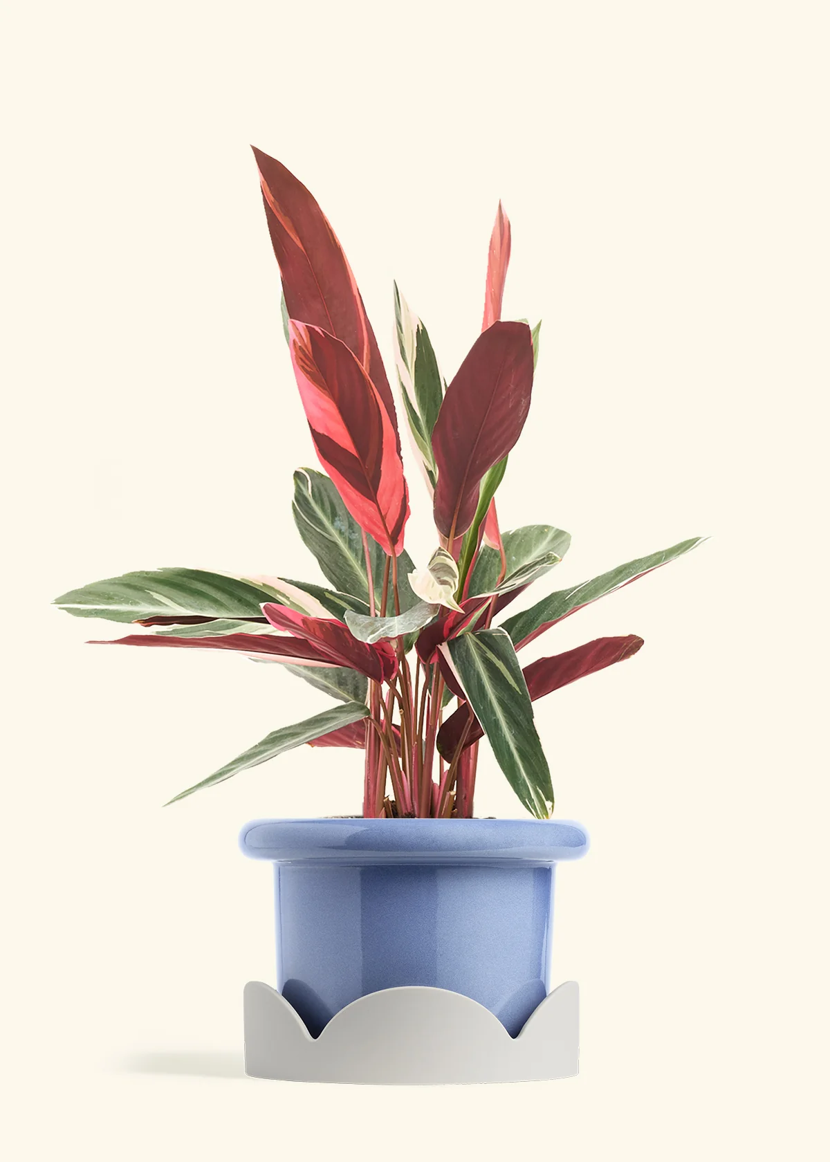 Stromanthe 'Triostar', Large - Image 10