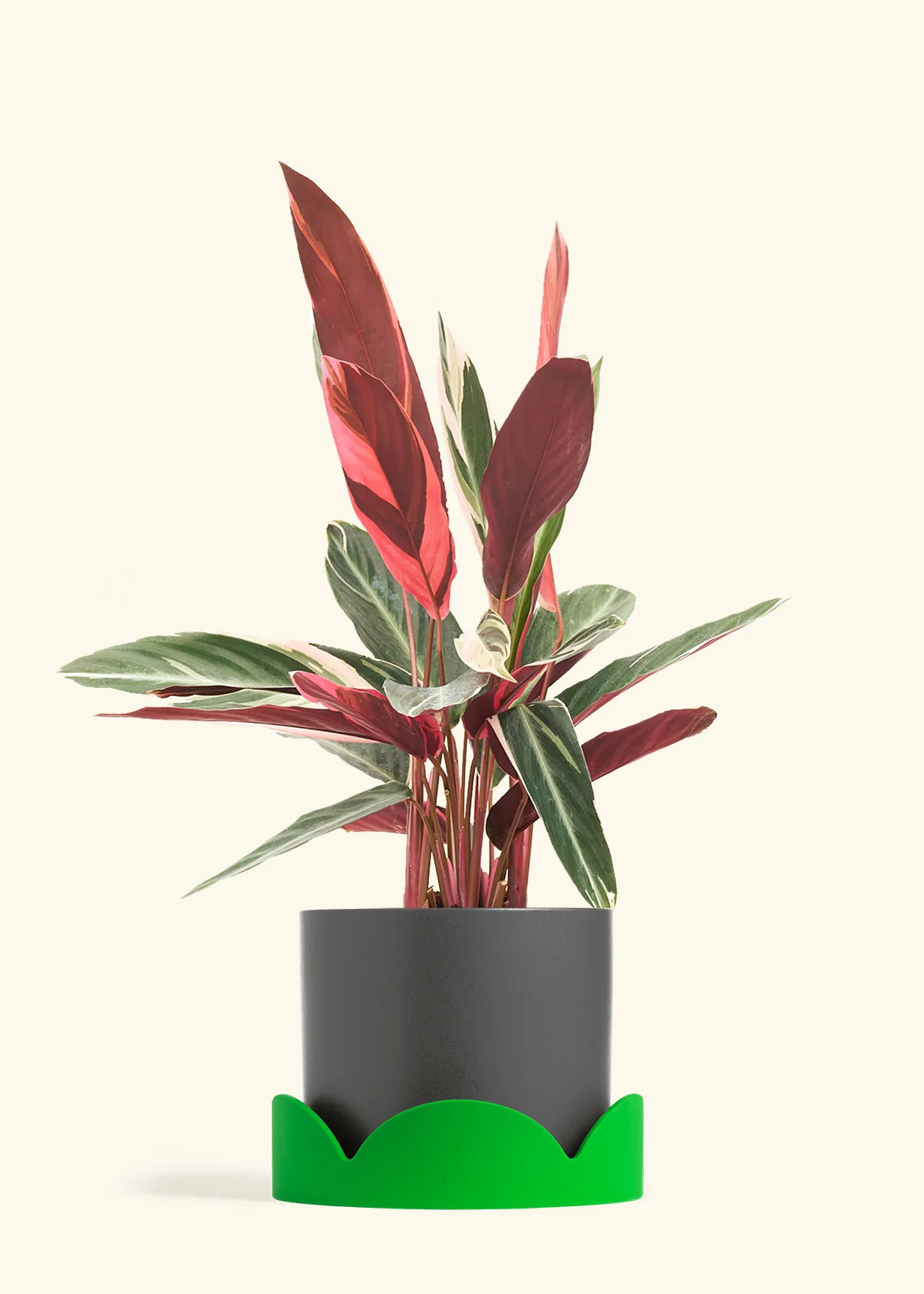 Stromanthe 'Triostar', Large - Image 29