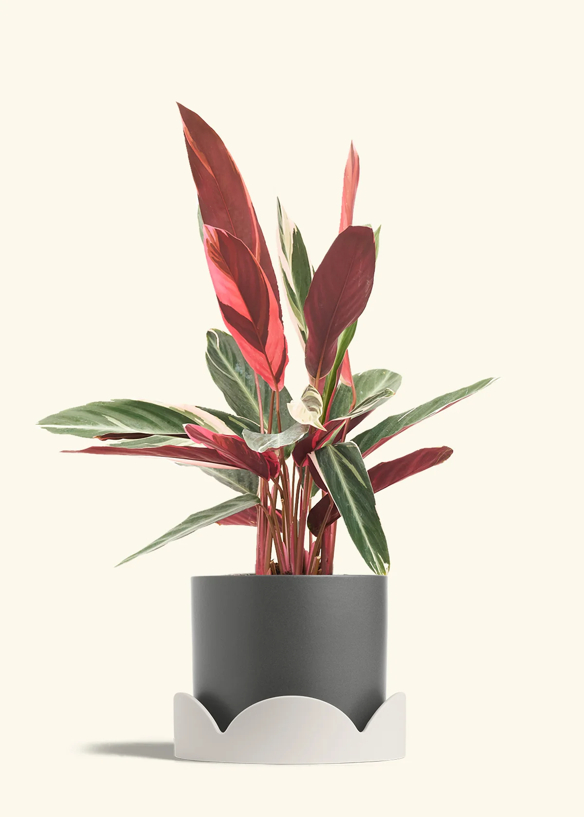 Stromanthe 'Triostar', Large - Image 30