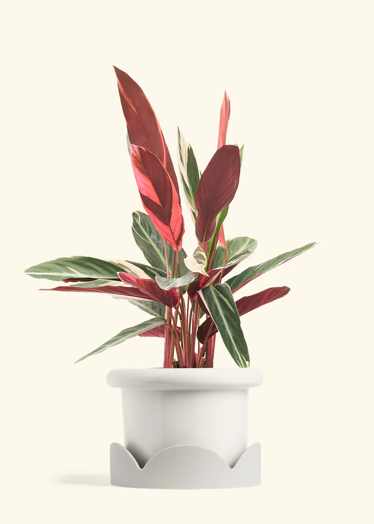 Stromanthe 'Triostar', Large - Image 6