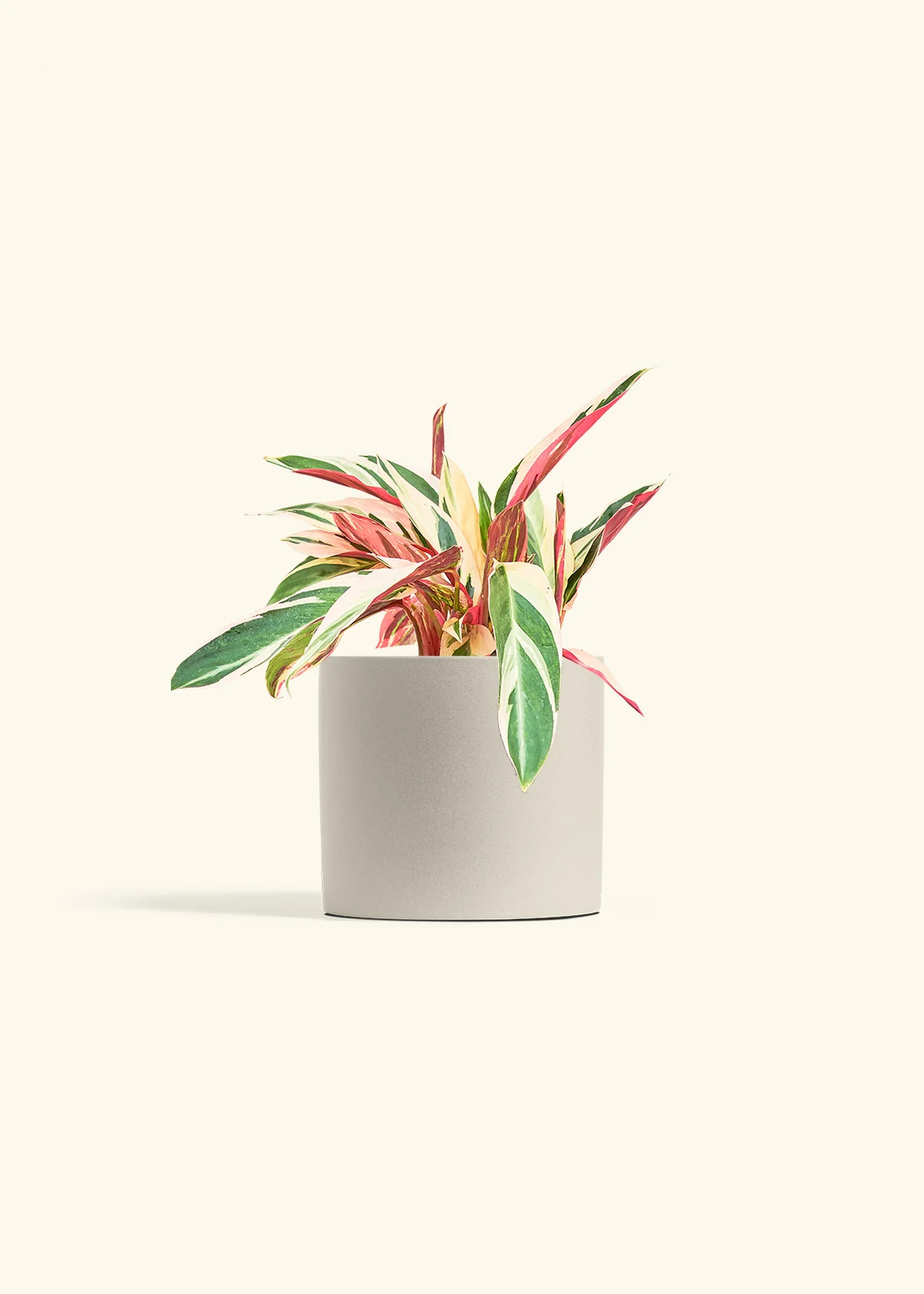 Stromanthe 'Triostar', Medium - Image 7