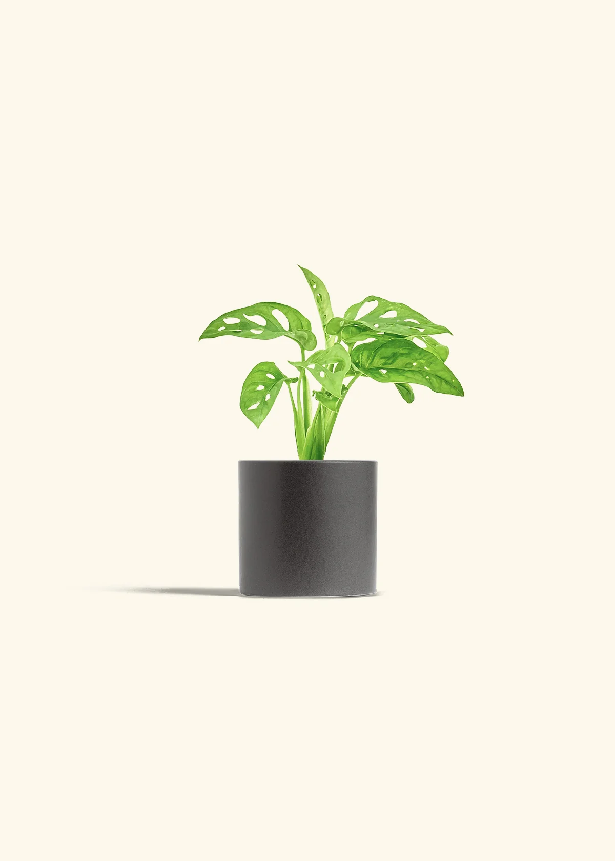 Swiss Cheese Vine, Small - Image 6