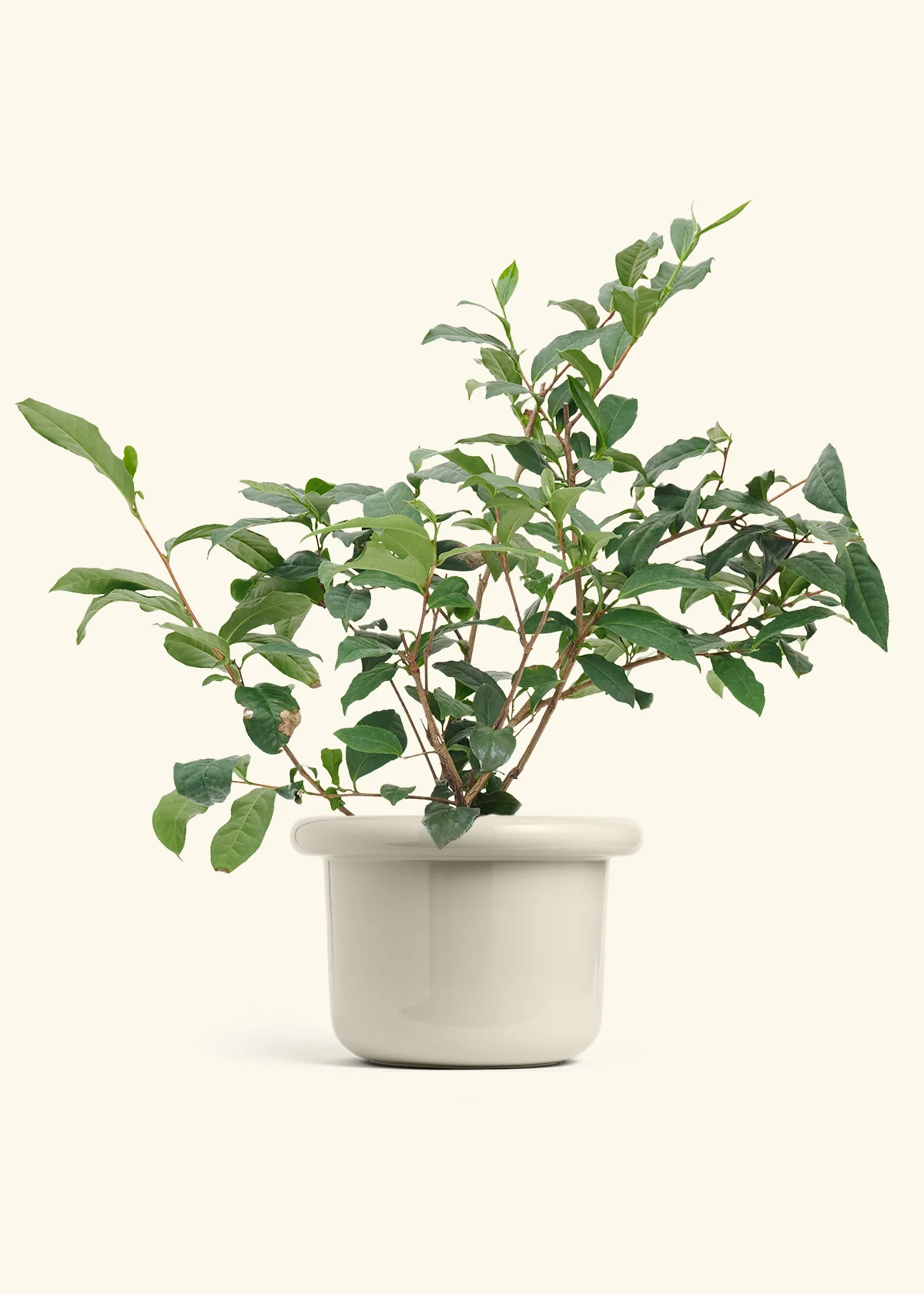 Tea Plant, Large - Image 14