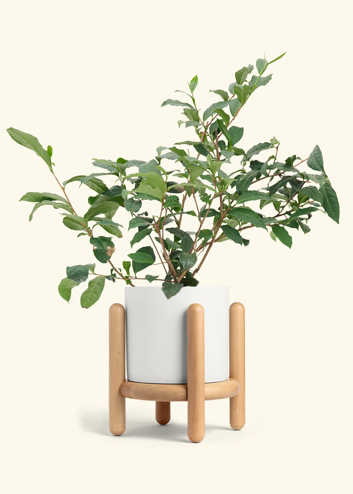 Tea Plant, Large - Image 21