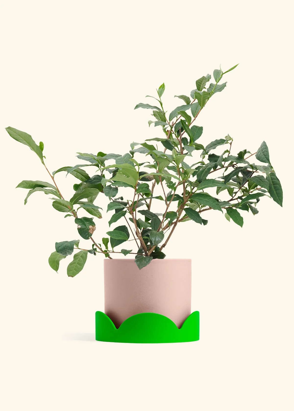 Tea Plant, Large - Image 23