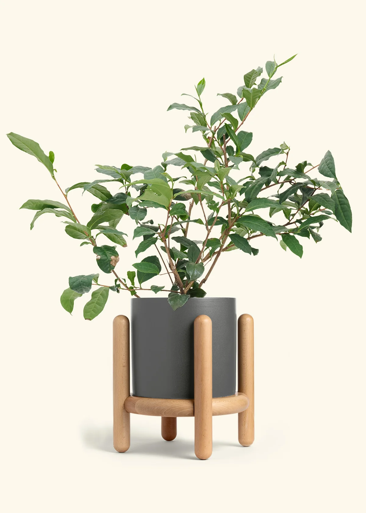 Tea Plant, Large - Image 29