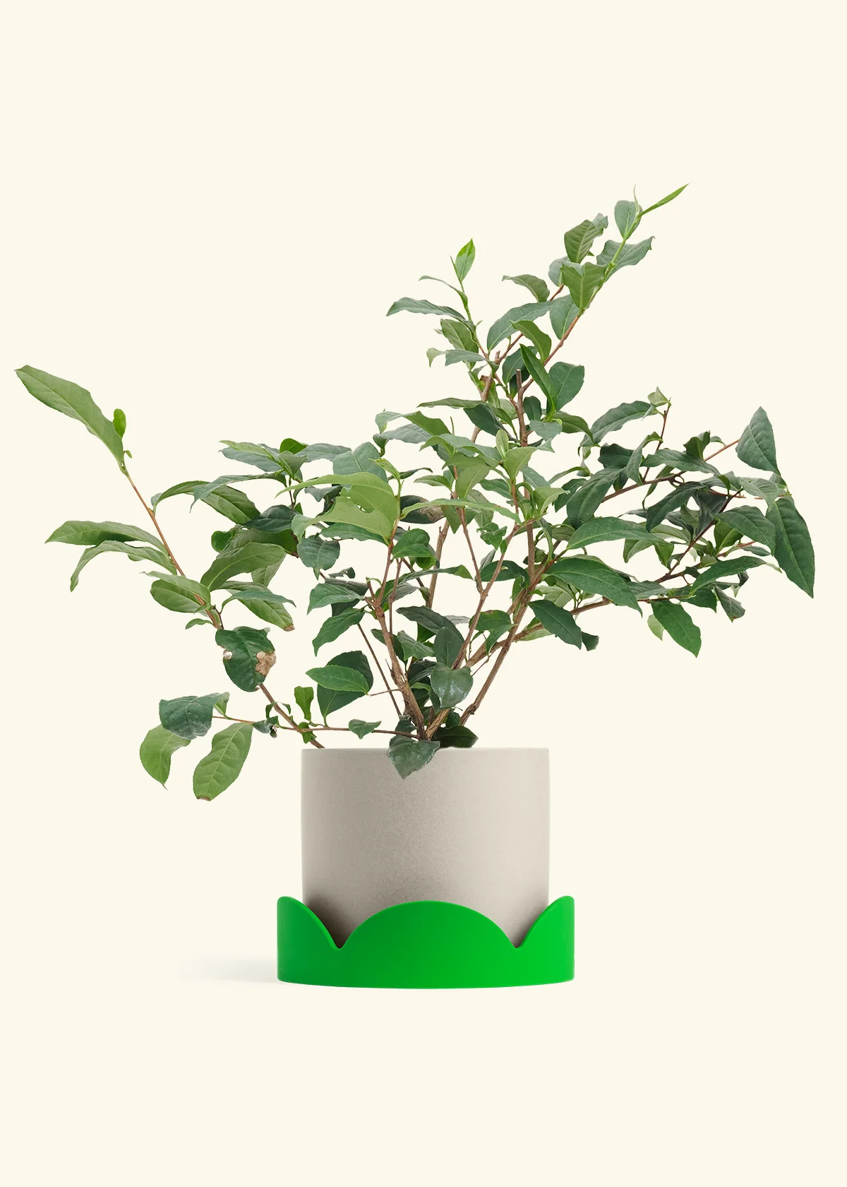 Tea Plant, Large - Image 31