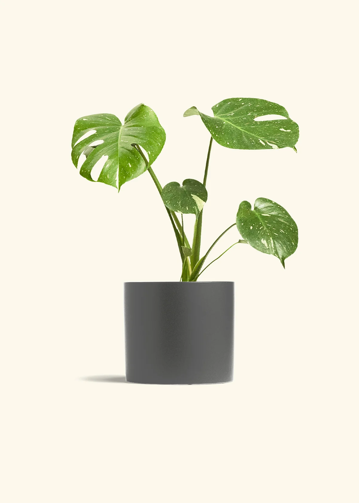 Monstera 'Thai Constellation', Medium - Image 6
