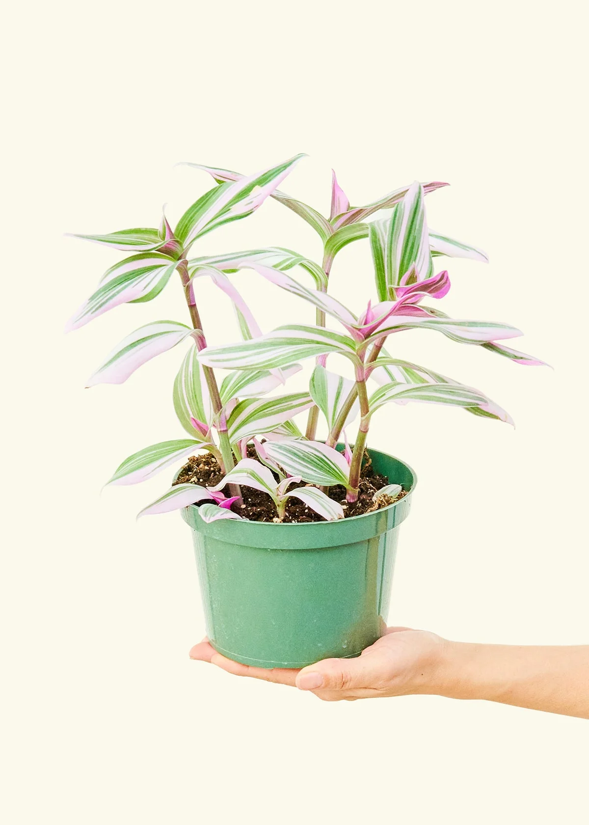 Tradescantia 'Nanouk', Medium - Image 3