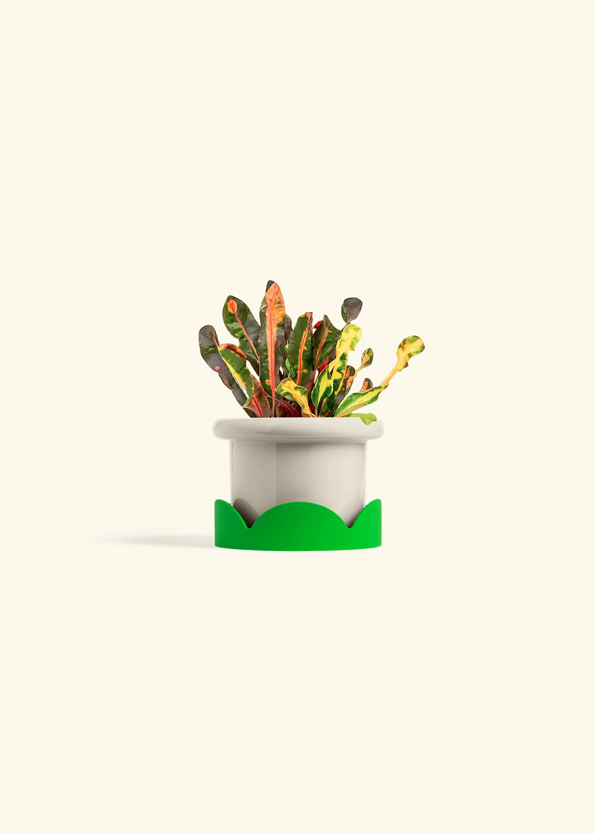 Variegated Croton, Small - Image 17