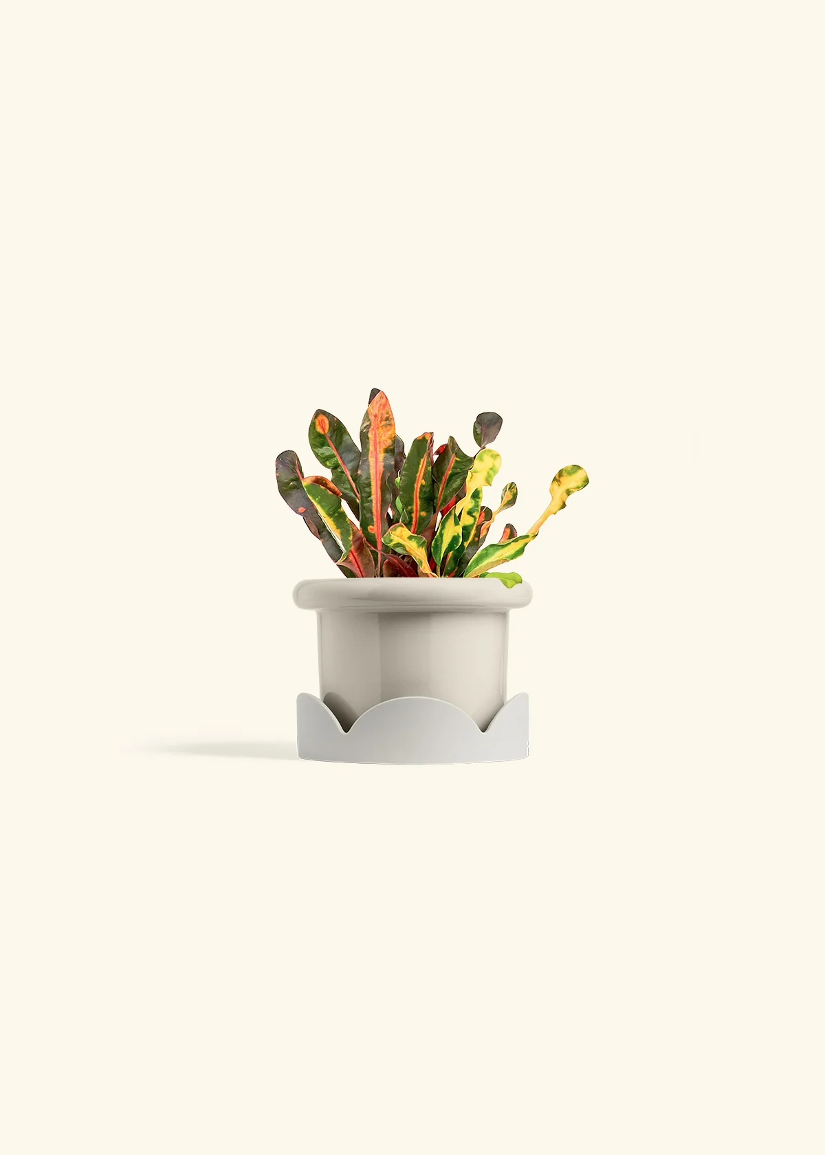 Variegated Croton, Small - Image 18