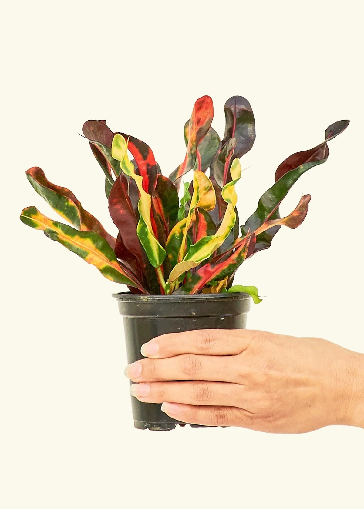 Variegated Croton, Small - Image 2