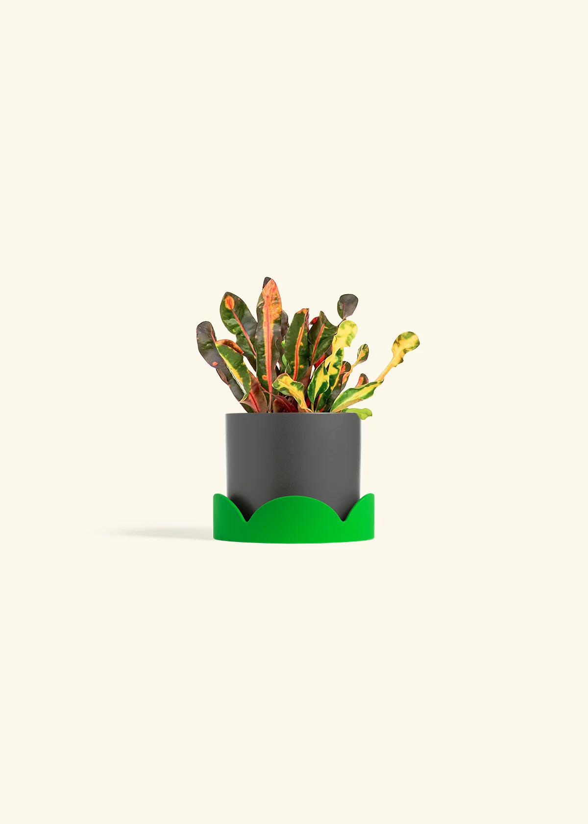 Variegated Croton, Small - Image 25