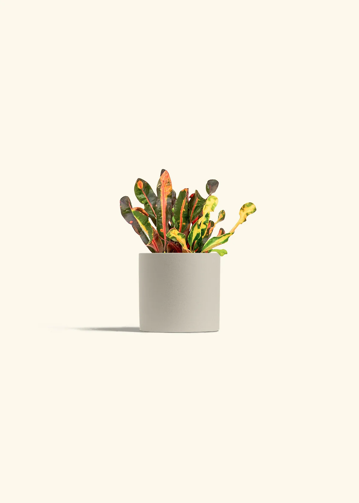 Variegated Croton, Small - Image 28