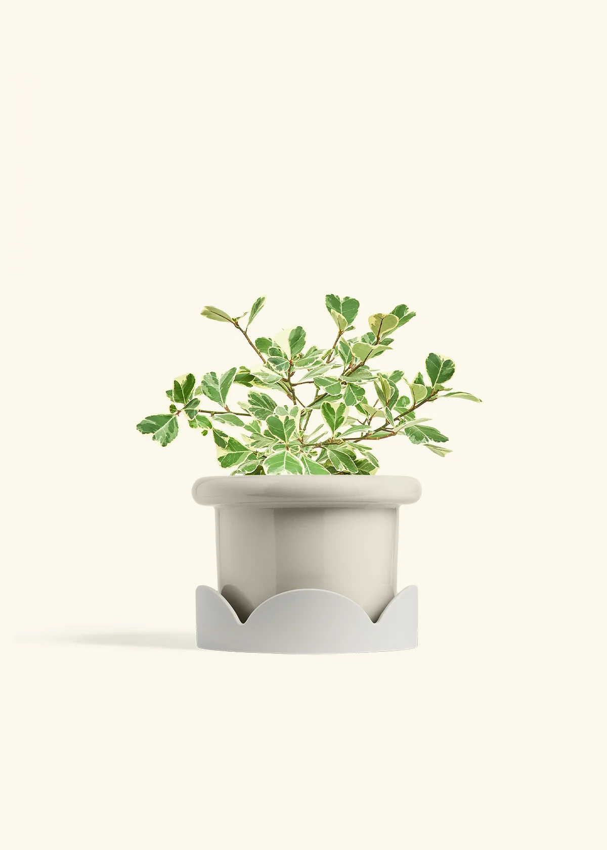 Variegated Triangle Ficus, Medium - Image 18