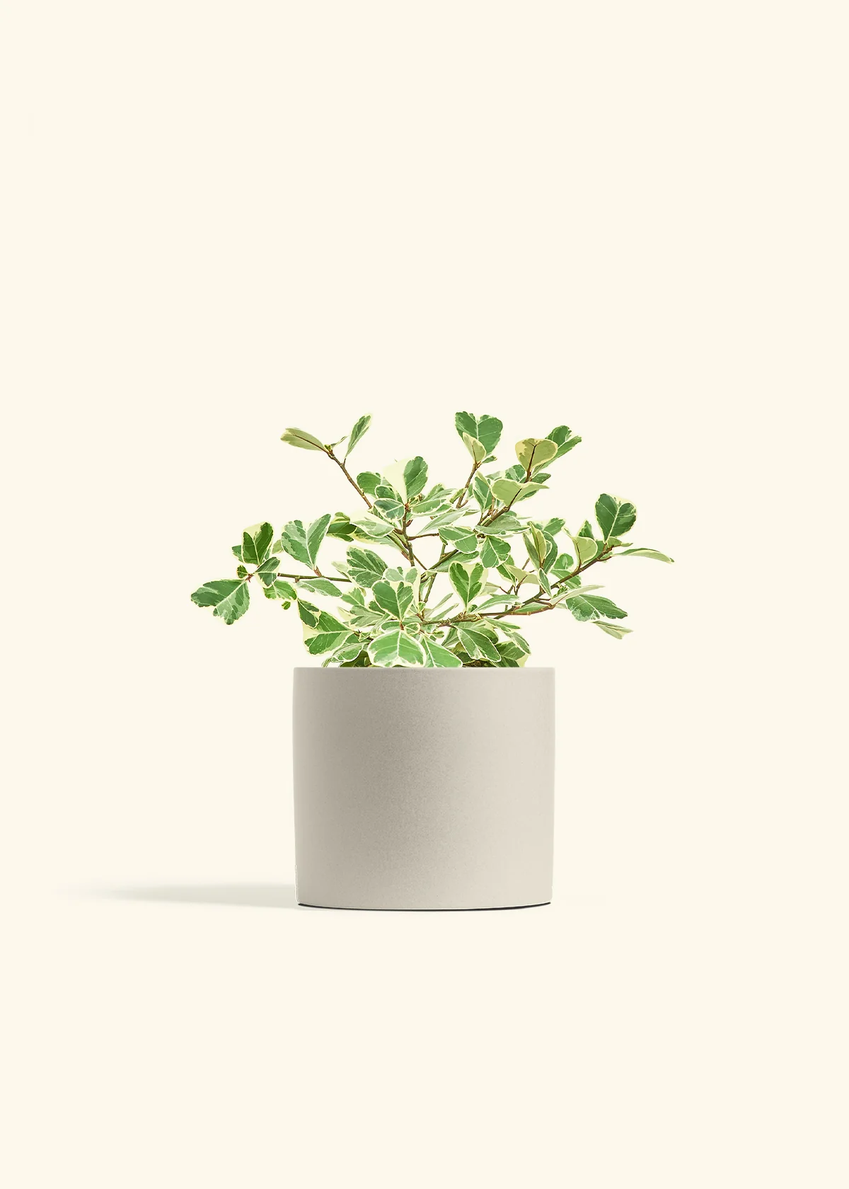Variegated Triangle Ficus, Medium - Image 32