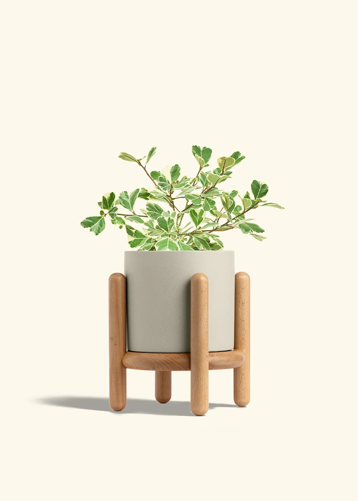 Variegated Triangle Ficus, Medium - Image 35