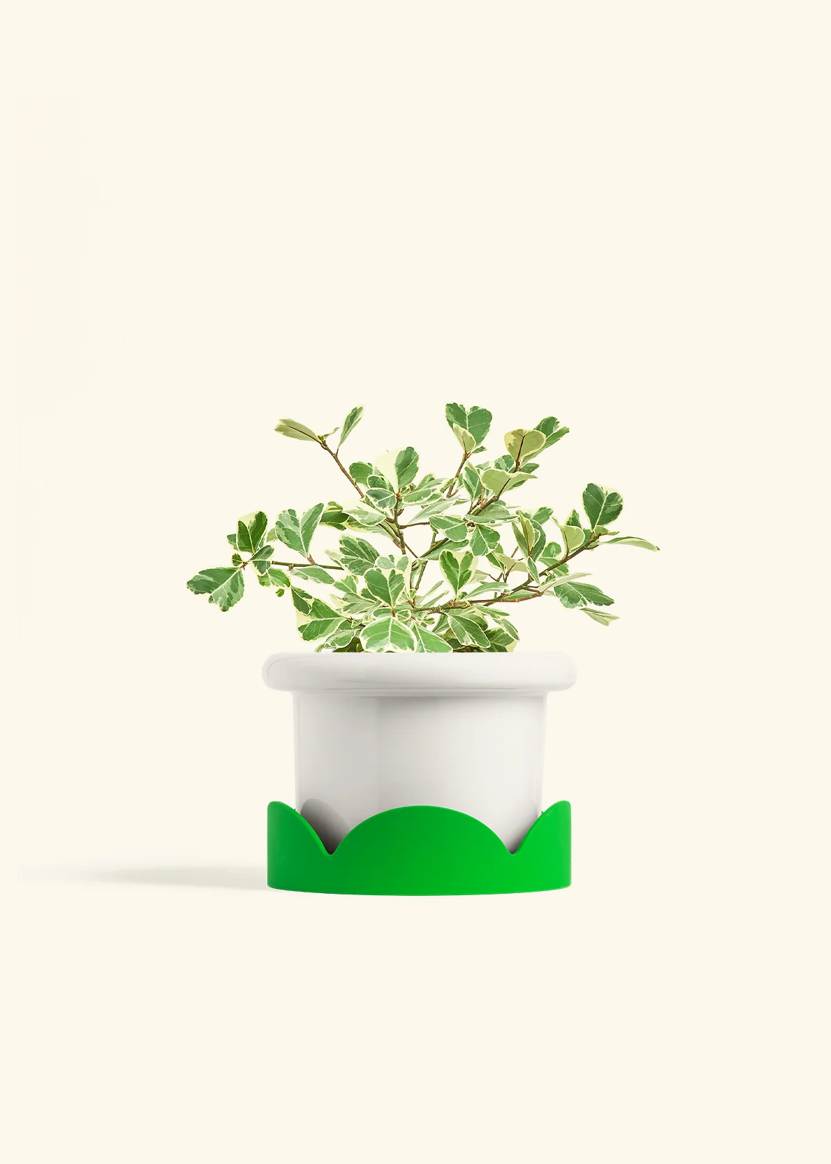 Variegated Triangle Ficus, Medium - Image 5
