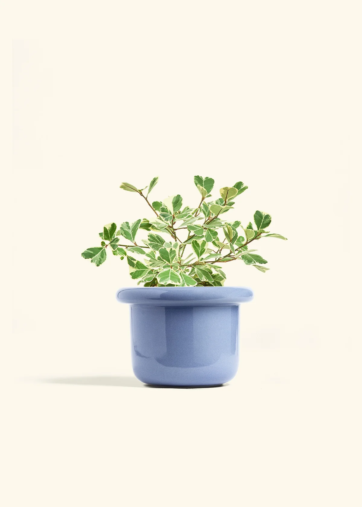 Variegated Triangle Ficus, Medium - Image 8