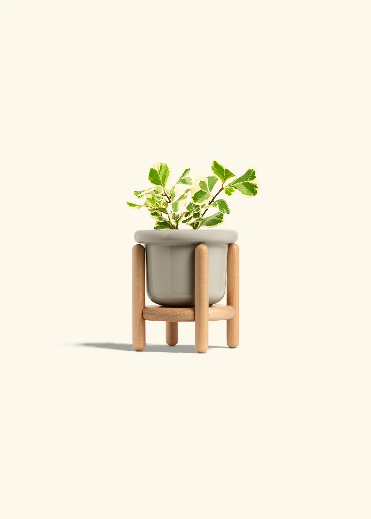 Variegated Triangle Ficus, Small - Image 19