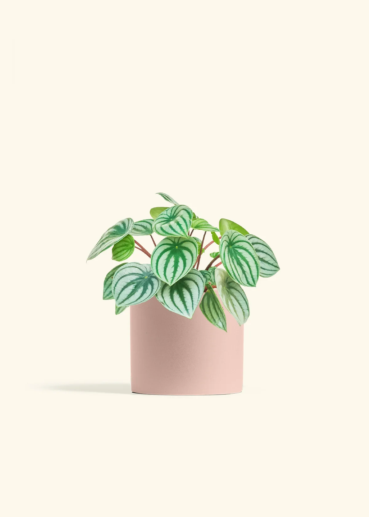 Watermelon Peperomia, Medium - Image 5