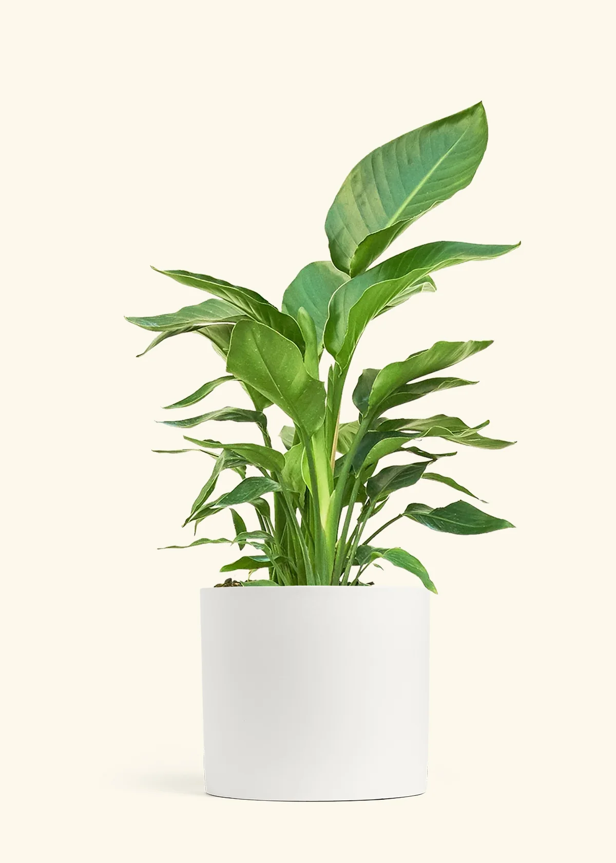 White Bird of Paradise, XL - Image 5