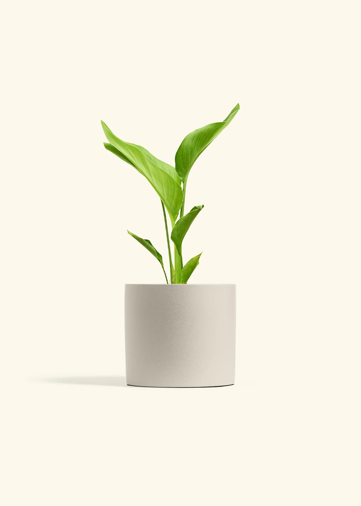 White Bird of Paradise, Medium - Image 7